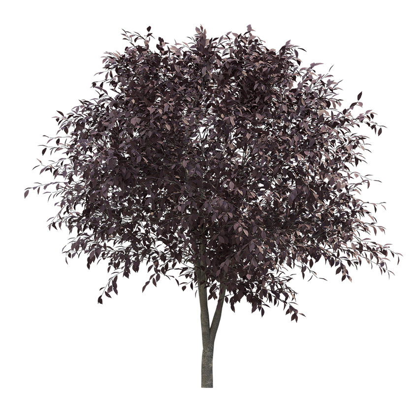 Prunus cerasifera - cherry plum